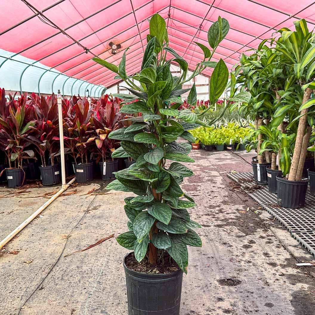 RedCrocus - RedCrocus Peru Monstera Deliciosa 'Peru' - Indoor Tropical Foliage Plant, Large Perforated Glossy Leaves, Pet & Deer Resistant, Indoor & Container Friendly 6" Pot