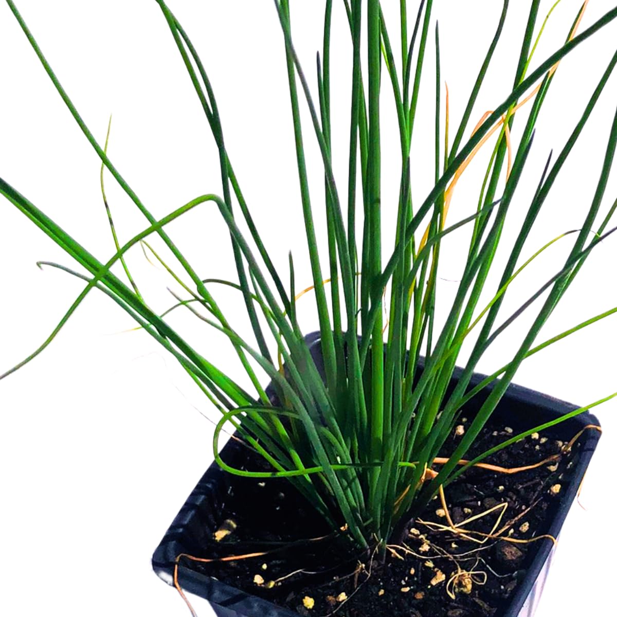 Smoke Camp Crafts Organic Chives Plant, (Allium schoenoprasum) 2.5-inch Pot - Kitchen Garden Herbs Live Plant