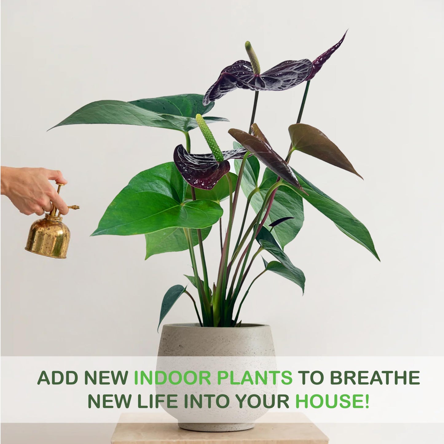LEAL PLANTS ECUADOR Anthurium Andraeanum Mr Brown Live Plant (Pack of 2) Easy Care, Air-Purifying Indoor Plant for Wellness & Home Decor, Office Desk, Unique Sustainable Gift