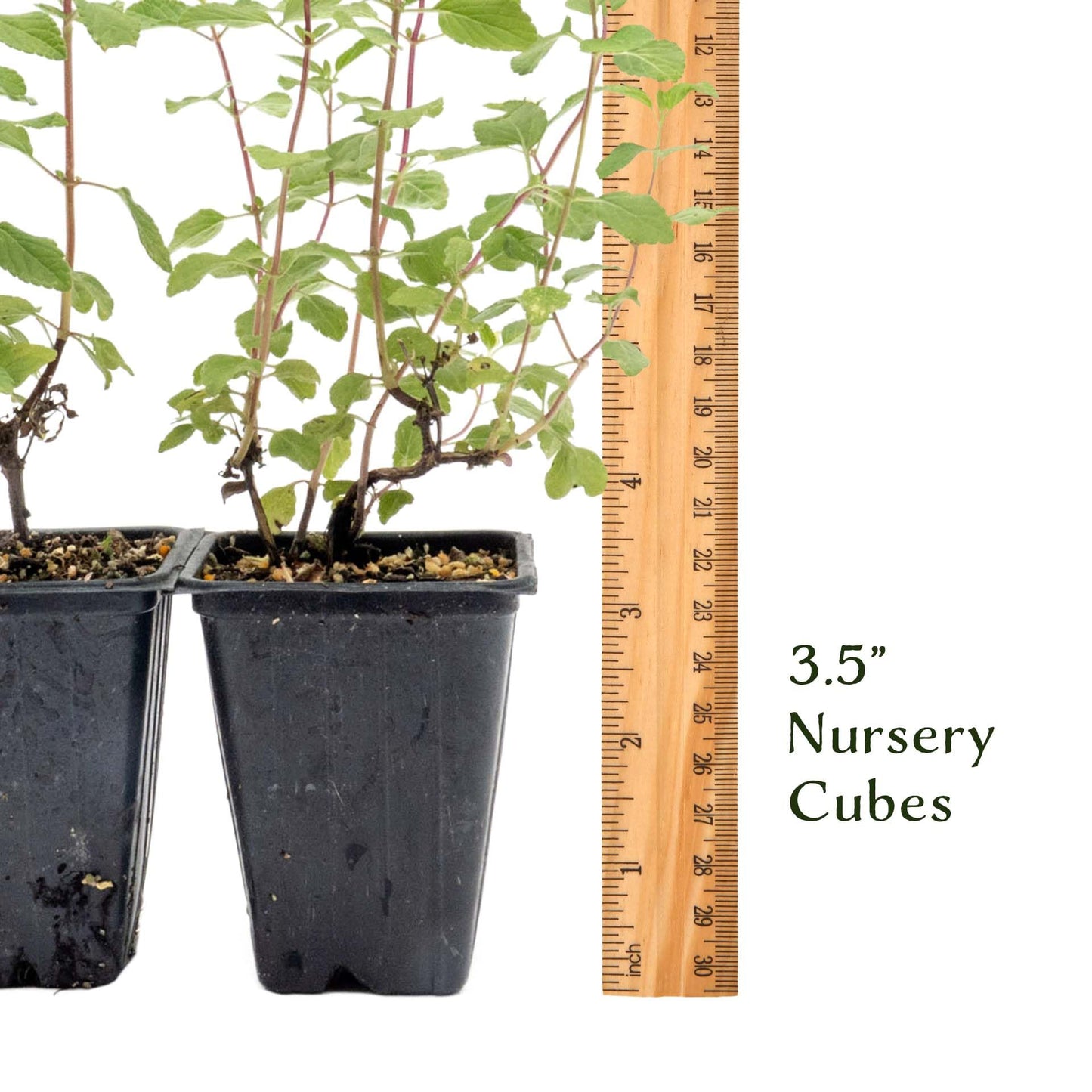 6 Hot Lips Sage in 3.5” Nursery Cubes (Salvia microphylla ‘Hot Lips’) | Vibrant Red & White Flowering Perennial Shrub for Borders, Containers & Pollinator Gardens | Ready-to-Plant Live Starter Plants