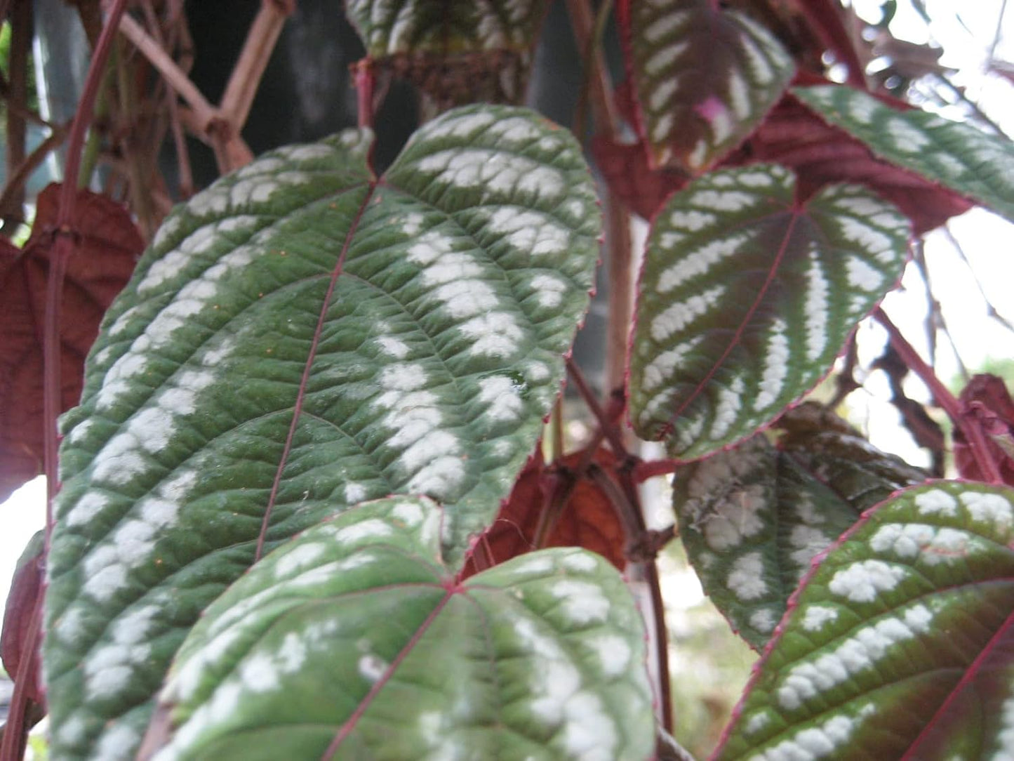 Rex Begonia Vine - 4 Live Starter Plants in 2 Inch Pots - Cissus Discolor - Extremely Rare and Beautiful Vining Indoor Houseplant - Air Purifying