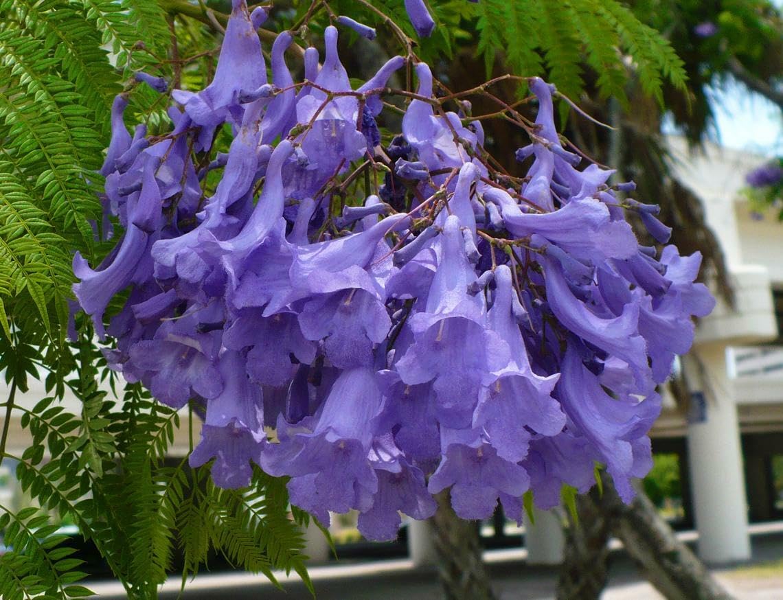 Live Plant - Jacaranda Tree - 3-6" Tall Live Plant - Ships Potted - Mimosifolia - Purple/Blue