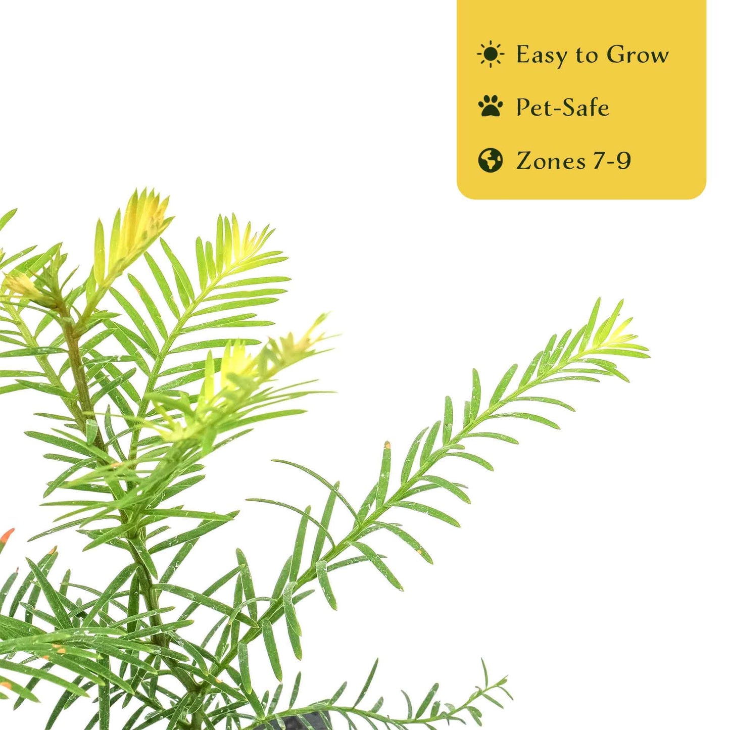 2 Coastal Redwoods (Sequoia sempervirens) – Tall Evergreen Conifer with Soft, Dense Needled Foliage | 2.5” Nursery Cubes, Ready-to-Plant Live Starter Plants