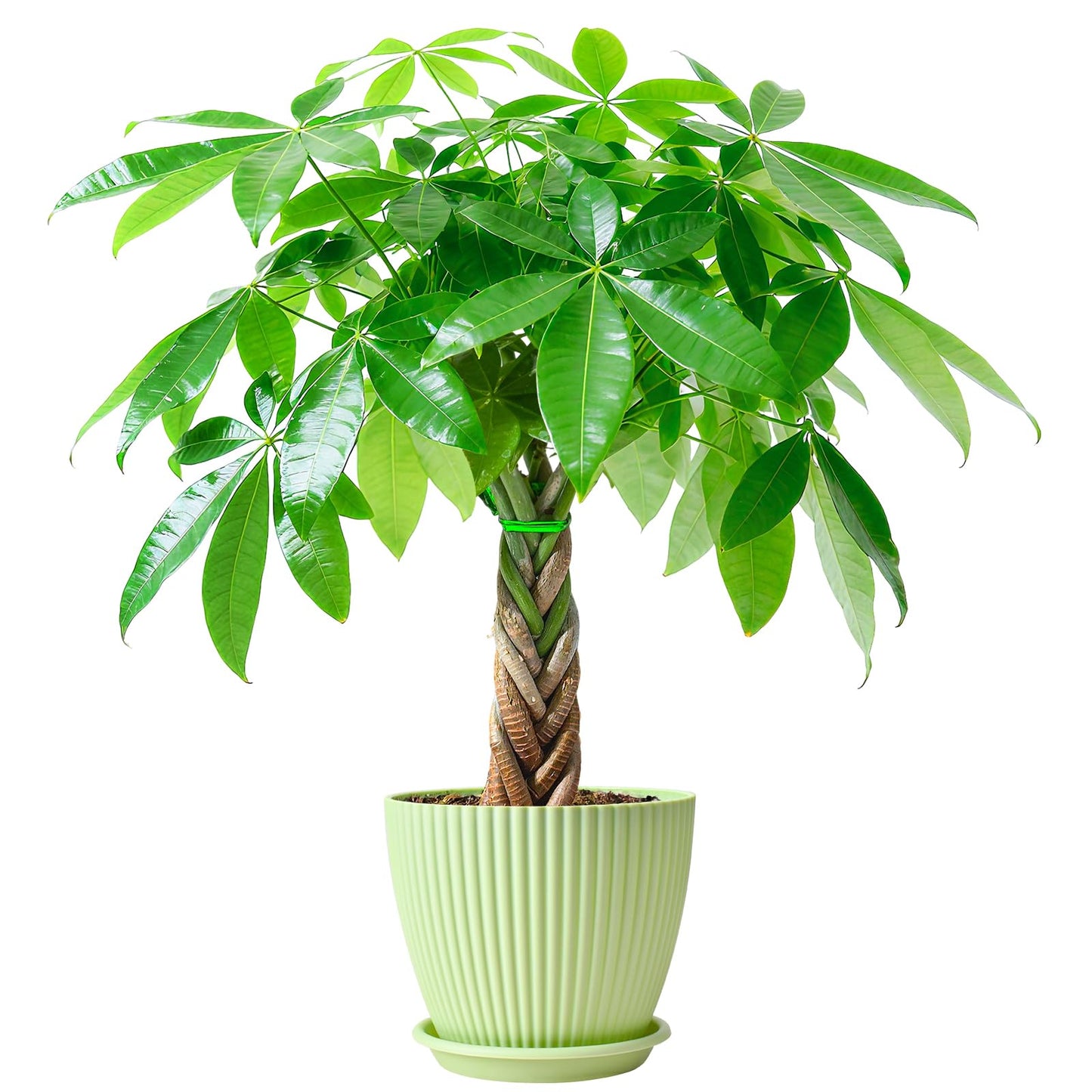 Sprout N Green Small Money Tree with 5 Lucky Braid, Live Plant with Green Stripe Pot, Decoration for Indoor Home Office Tabletop Windowsill Side Table, Gift for Housewarming Mother's Day, 8-10" Tall