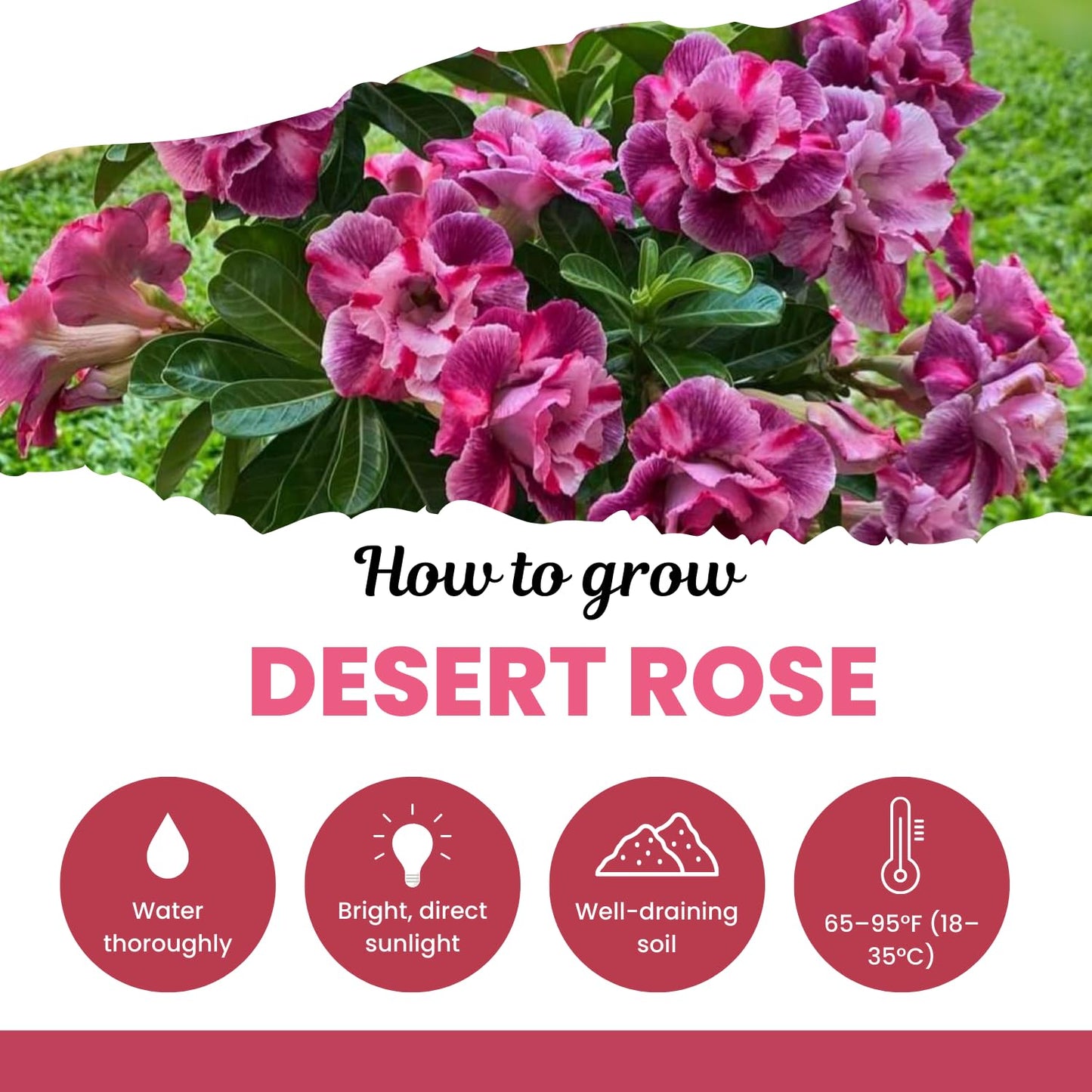Set 3 Live Desert Rose Plants, Assorted Flowering Succulent Houseplant, Indoor Outdoor Growing 4-7'' Tall