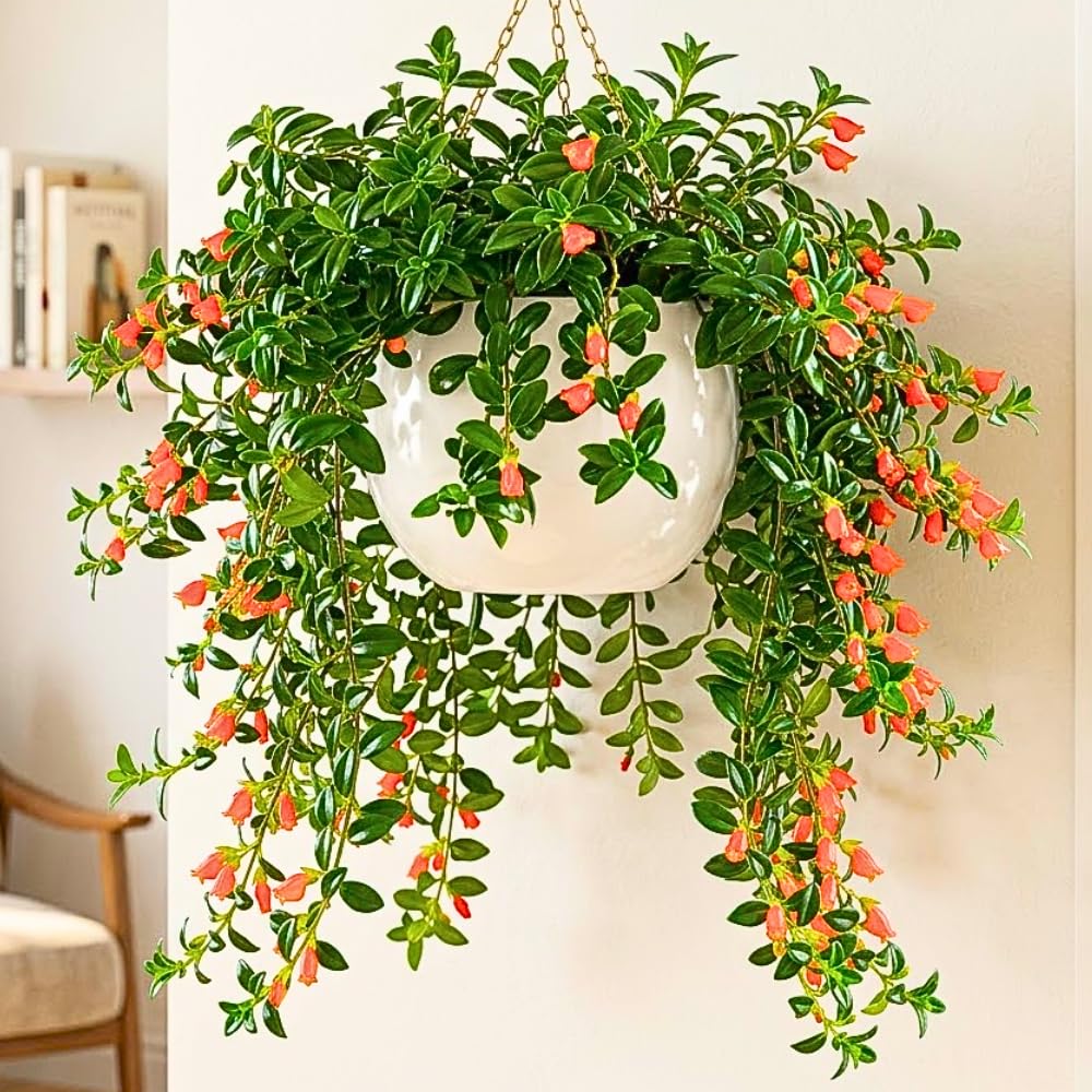 Goldfish Plants Live in 4" Pot from 4-7" Tall, Goldfish Plants Live Houseplants, Orange Flowering Trailing Plant for Indoor Outdoor Houseplant