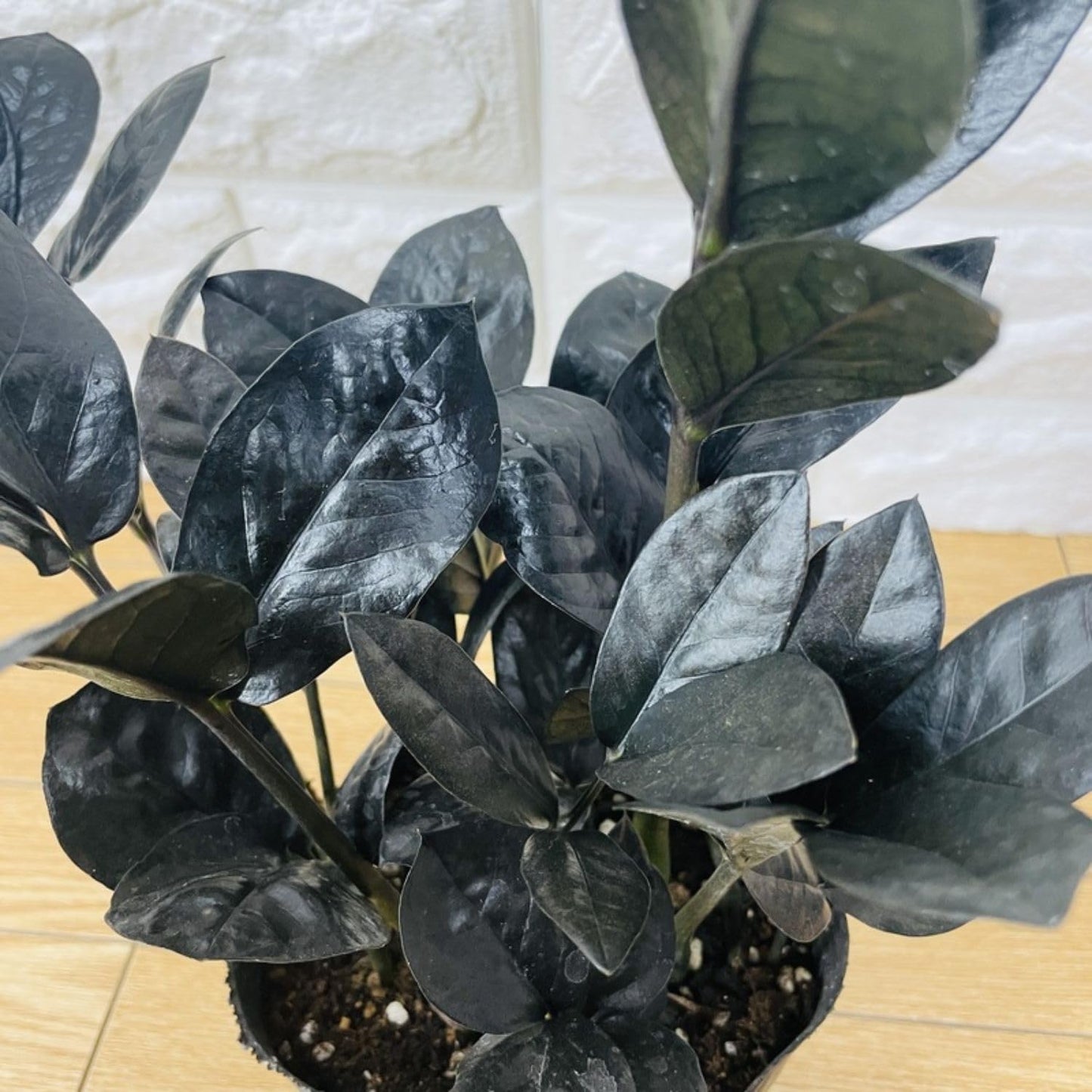 Live Black ZZ Plants, Black ZZ Plant Live Houseplants for Planting Indoor 3 Inch Pot
