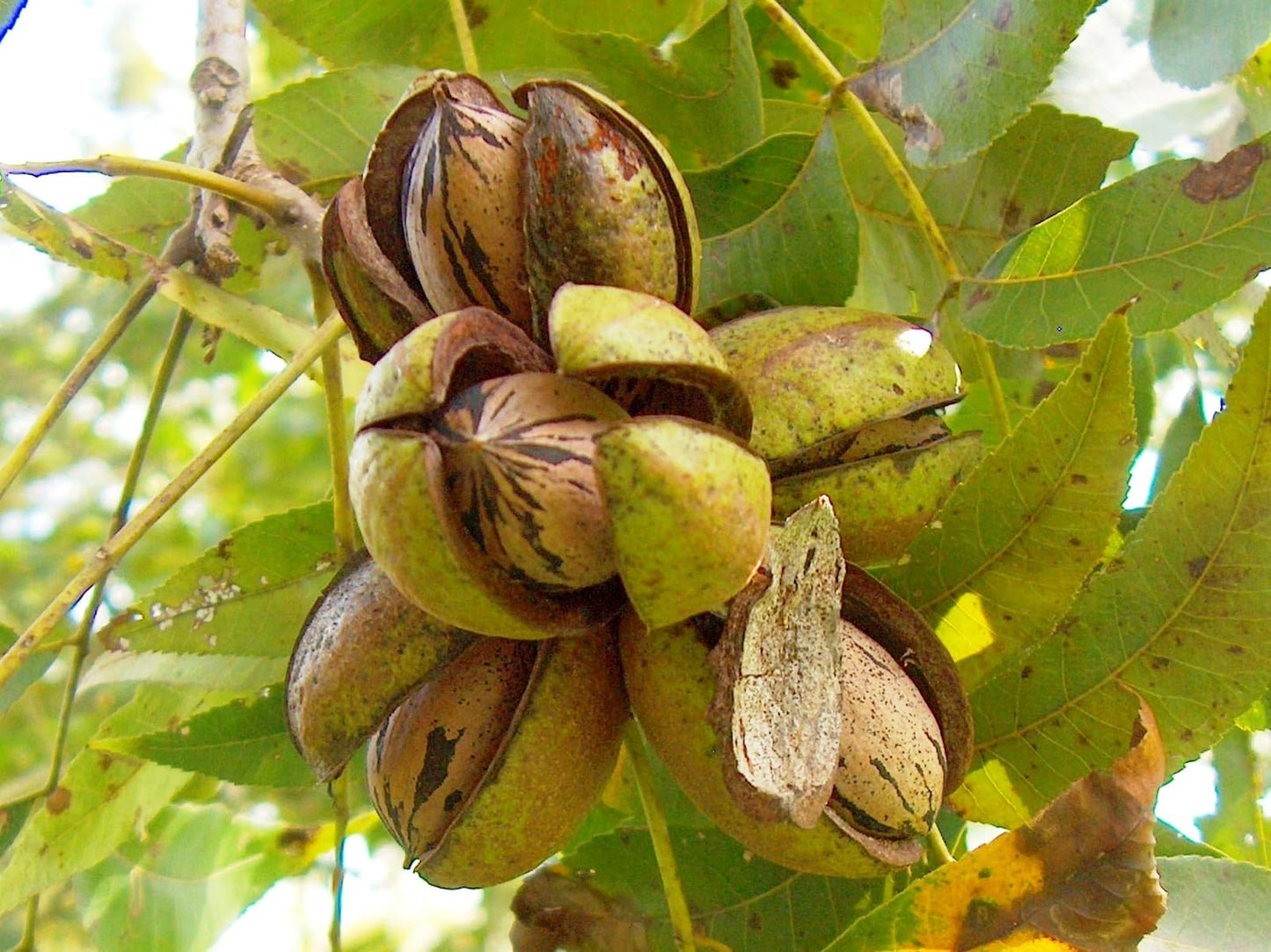 Live Plant - 2 Hardy Pecan Trees - 18-24" Tall Seedlings - Live Plants - Carya illinoinensis