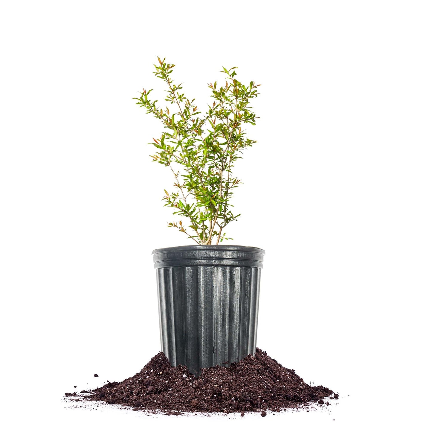 Perfect Plants Kara Bala Miursal Pomegranate Tree in 1 Gallon Pot | Deep-Crimson Fruit | 20+ lbs Per Season | Cold Hardy to 5°F | Self-Fertile | Zones 7-10