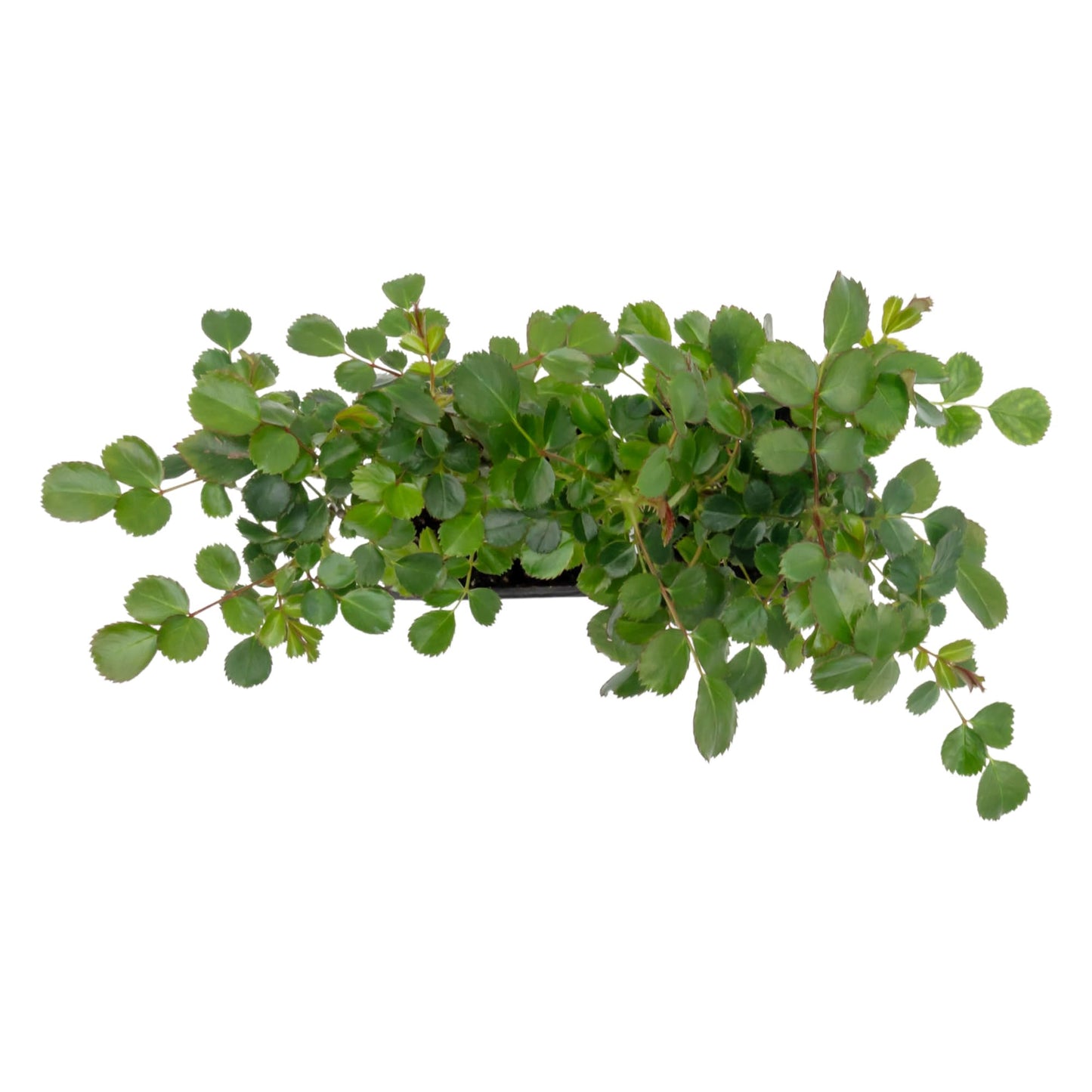 2 Pink Carpet Rose in 3.5” Nursery Cubes (Rosa ‘Flower Cover Pink’) | Low-Growing Groundcover Rose Shrub for Borders, Containers, and Mass Plantings | Ready-to-Plant Live Starter Plants