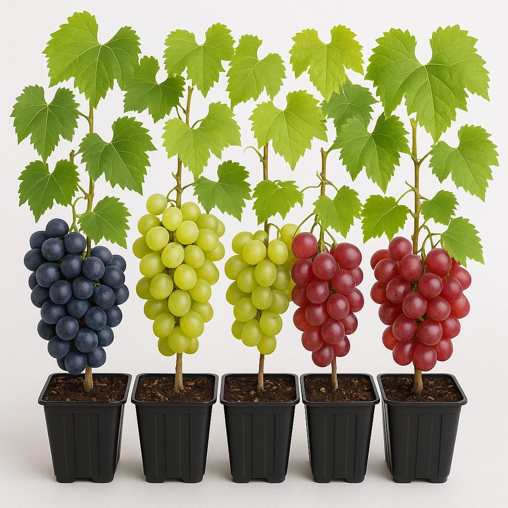 9 Live Grape Vine Seedlings – Concord (Purple), White, and Red Grapes – 3 of Each Variety – Easy to Grow Fruit Plants for Garden, Vineyard, Trellis, or Fence