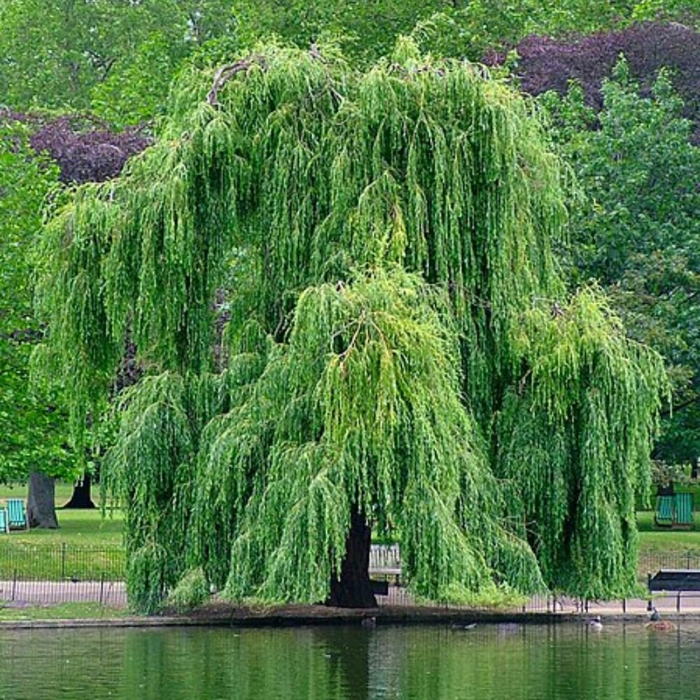 Set of 2 Weeping Willow Bare Root Trees, 1-2 Feet Tall Dormant Live Willow Plants, Fast-Growing Cold-Hardy Shrubs for Outdoor Landscaping