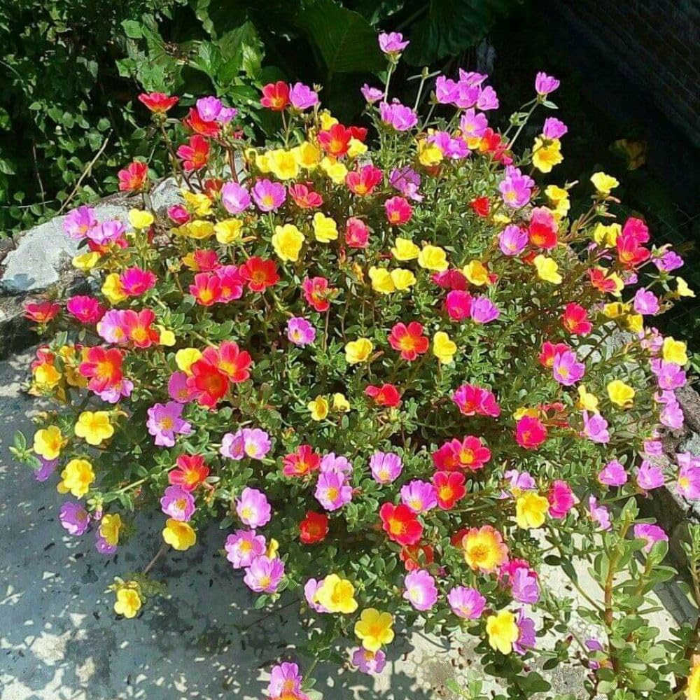 Set 4 Mix Portulaca Live Plant, 4-6 Inch Tall, Moss Rose Plants Live, Rare Portulaca Plants for Growing Indoor Outdoor