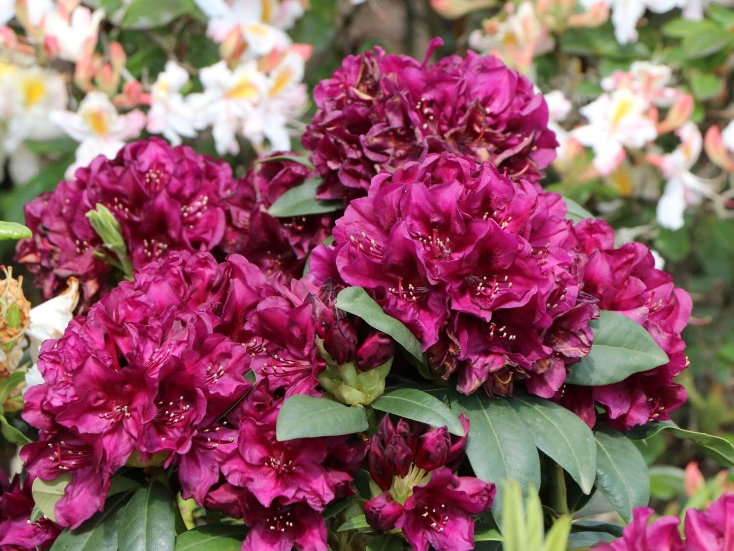 Live Plant - POLARNANCHT RhododendronWell Rooted Starter Plant