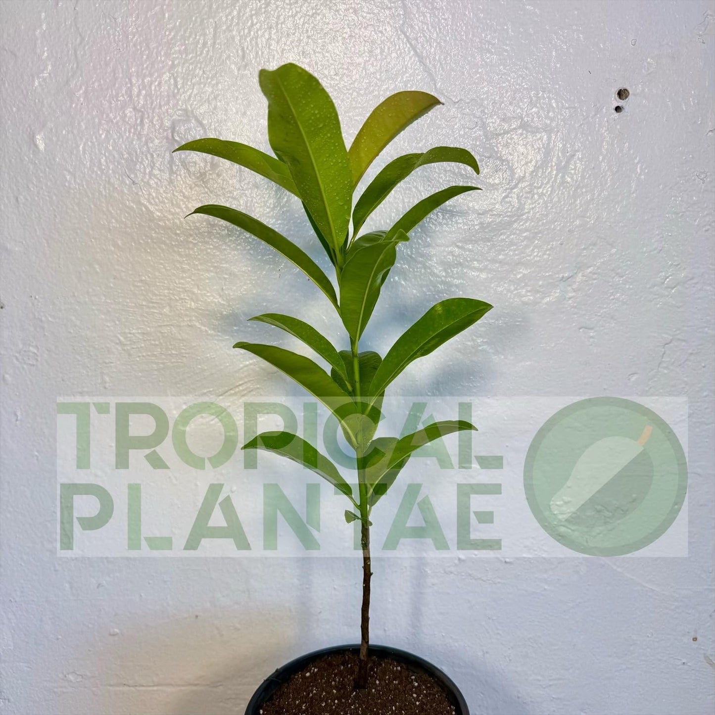 Chico Sapote Tree (Manilkara zapota) – Sapodilla Live Tropical Fruit Plant 1–2 ft Tall TropicalPlantae
