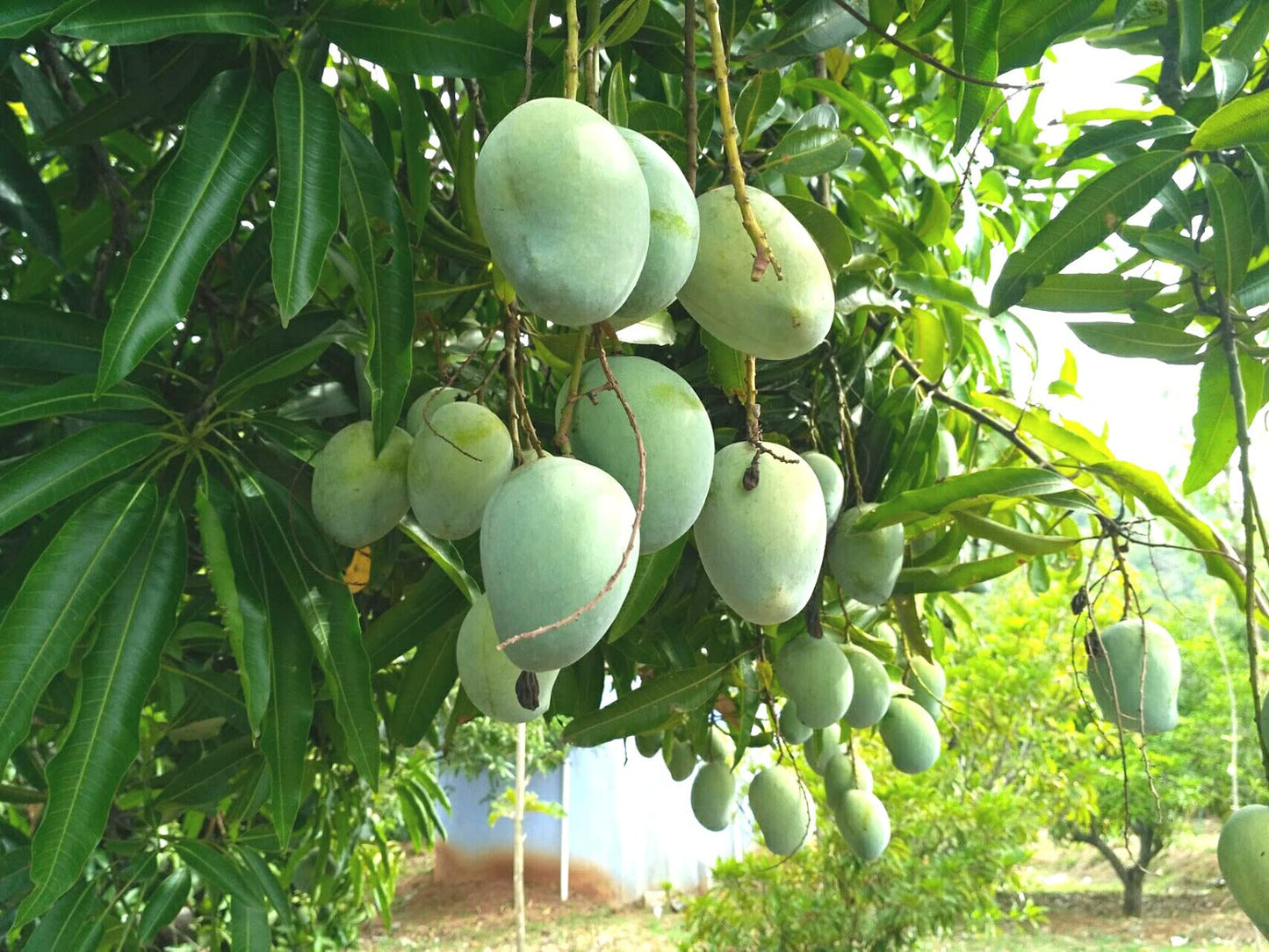 Mango Tree - Live Fruit Tree in a 3 Gallon Pot - Mangifera Indica 'Coconut Cream' - Tropical Edible Fruit Bearing Tree