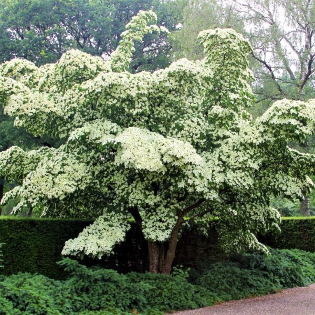 Dormant Dogwood Tree Live Plant, 9 Months Old 6-12 Inch Tall in Quart Pot, Dogwood Tree Potted, Perennial, Well Rooted Plants, Cold Hardy (White Kousa)