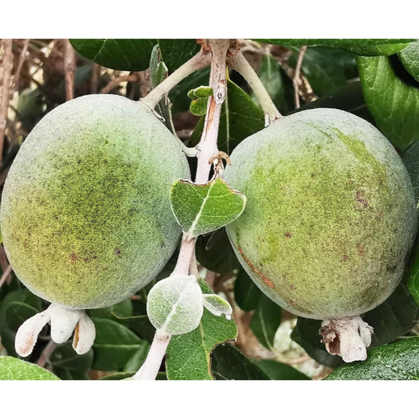 Pineapple Guava Tree Live Plant, 4-8” Tall, Tropical Guava Live Plant for Home Garden, Guava Fruit Seedling