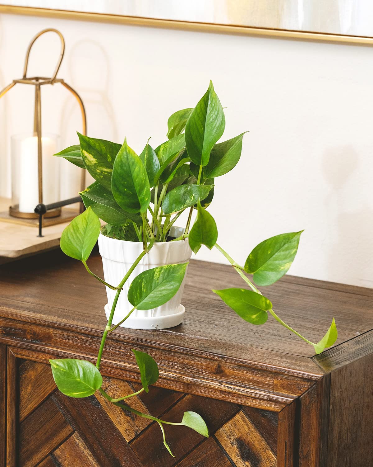 Golden Pothos (4" Grower Pot) - Trailing Easy to Grow Houseplant - Best Air-Purifying Houseplant for Home and Office Decoration