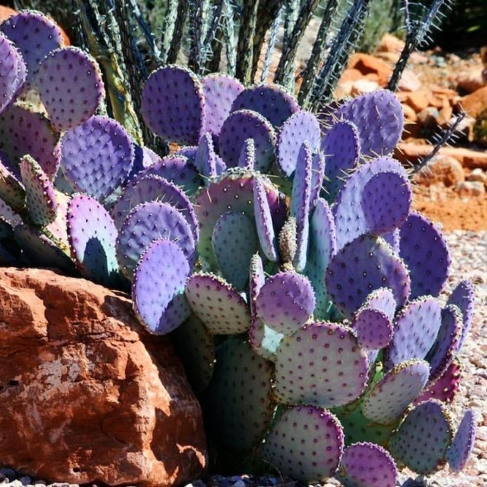 Purple Prickly Pear Cactus Live Plant in 3.5" Pot, Hardy Cactus Succulent with Purple Pads for Garden or Houseplant Decor