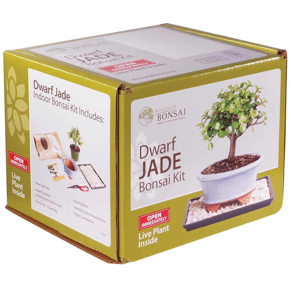 Brussel's Bonsai - Live Dwarf Jade Bonsai Tree Starter Kit with Ceramic Bonsai Pot & Bonsai Soil, Indoor Bonsai Plant Kit, Easy Care Houseplant for Beginners (Green)