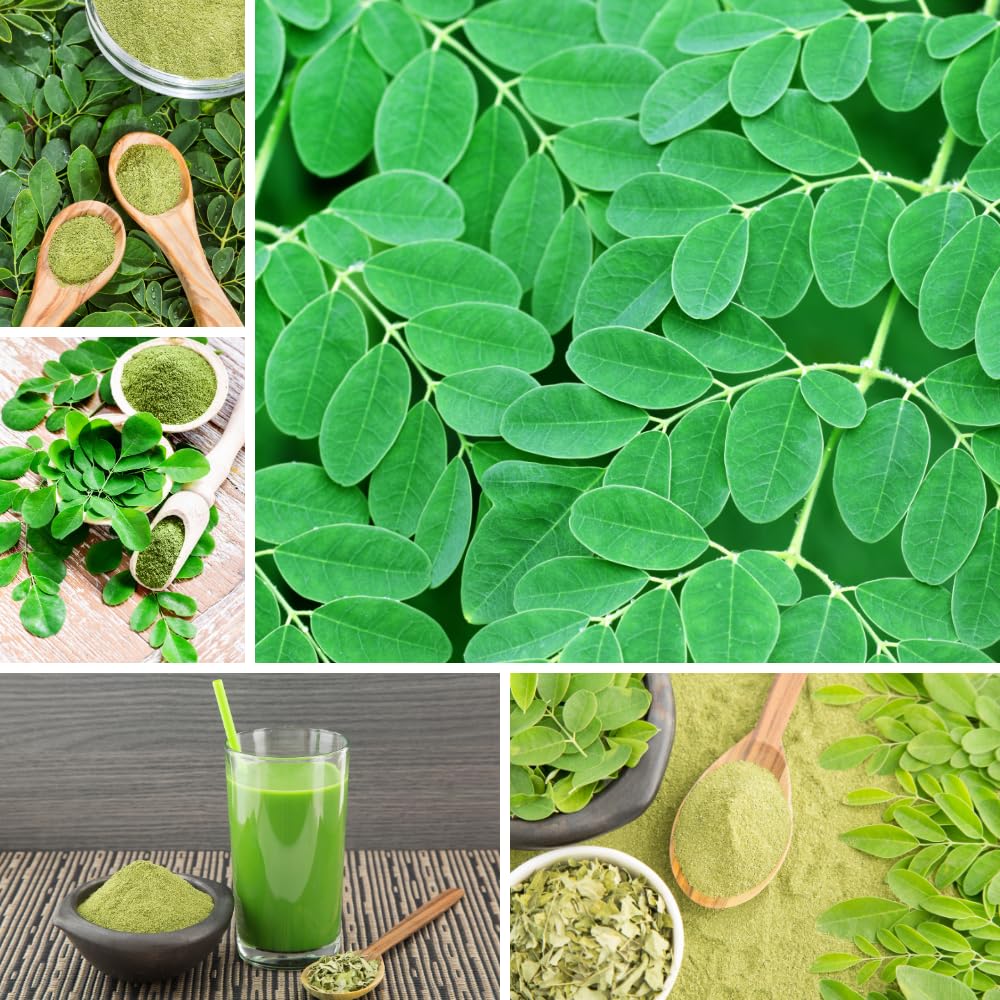 Moringa Plant Live in 4 Inch Pot, Moringa Oliefera Tree Live Plant from 4 to 7 Inches Tall for Outdoor Planting