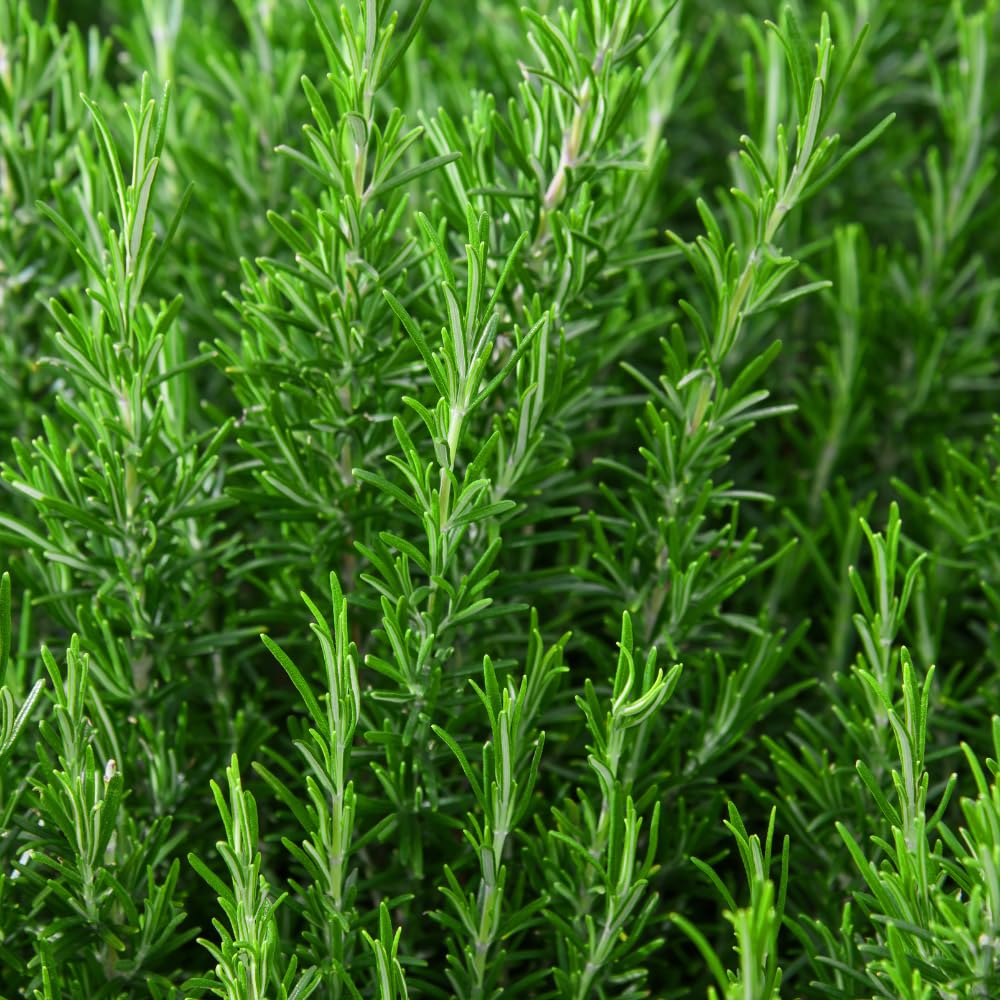 02 Rosemary Plants Live, 4 to 7 Inc Tall, Live Rosemary Plants Indoor Gardening Outdoor, Rosemary Live Plant