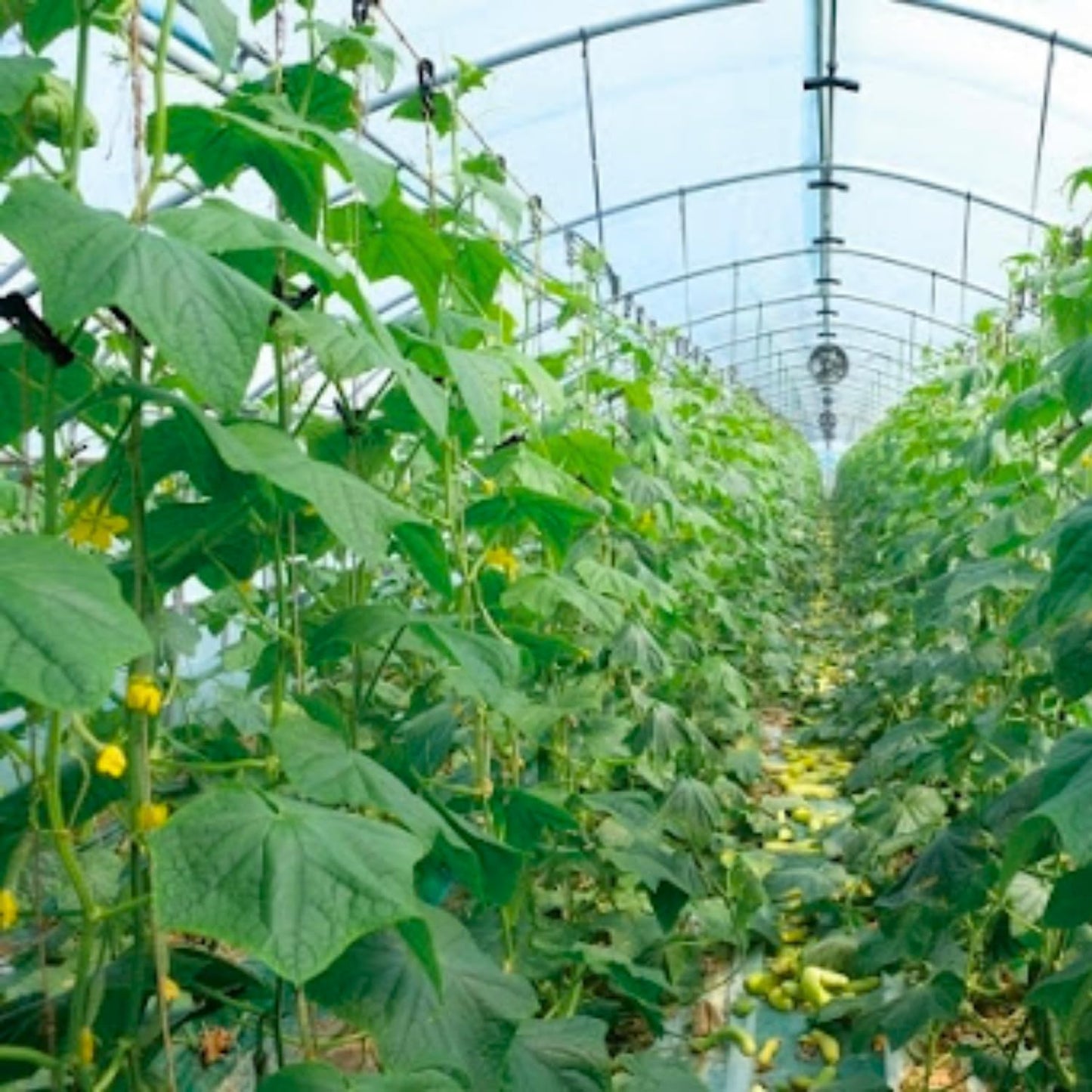 2 Green Cucumber Plants Live, 4 Inches Pot, Live Cucumber Plants from 3 to 5 Inches Long, Cucumber Starter Plants, Cucumber Live Plants for Garden