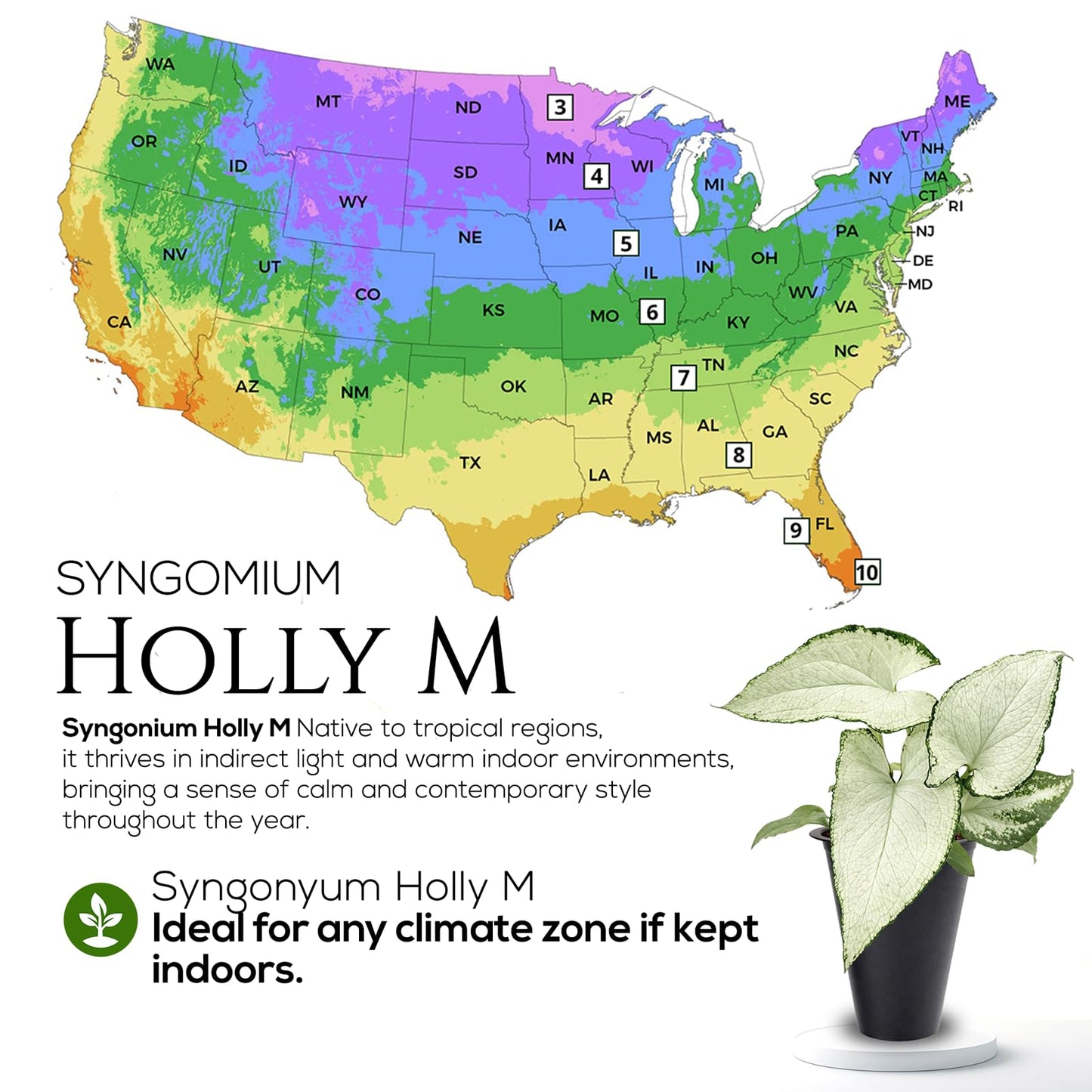 Syngonium Holly M (4 Pack) Live Starter Plants, Variegated Arrowhead Vine Houseplants, Easy Care Indoor Tropical Plants Live, Decorative Foliage Plants