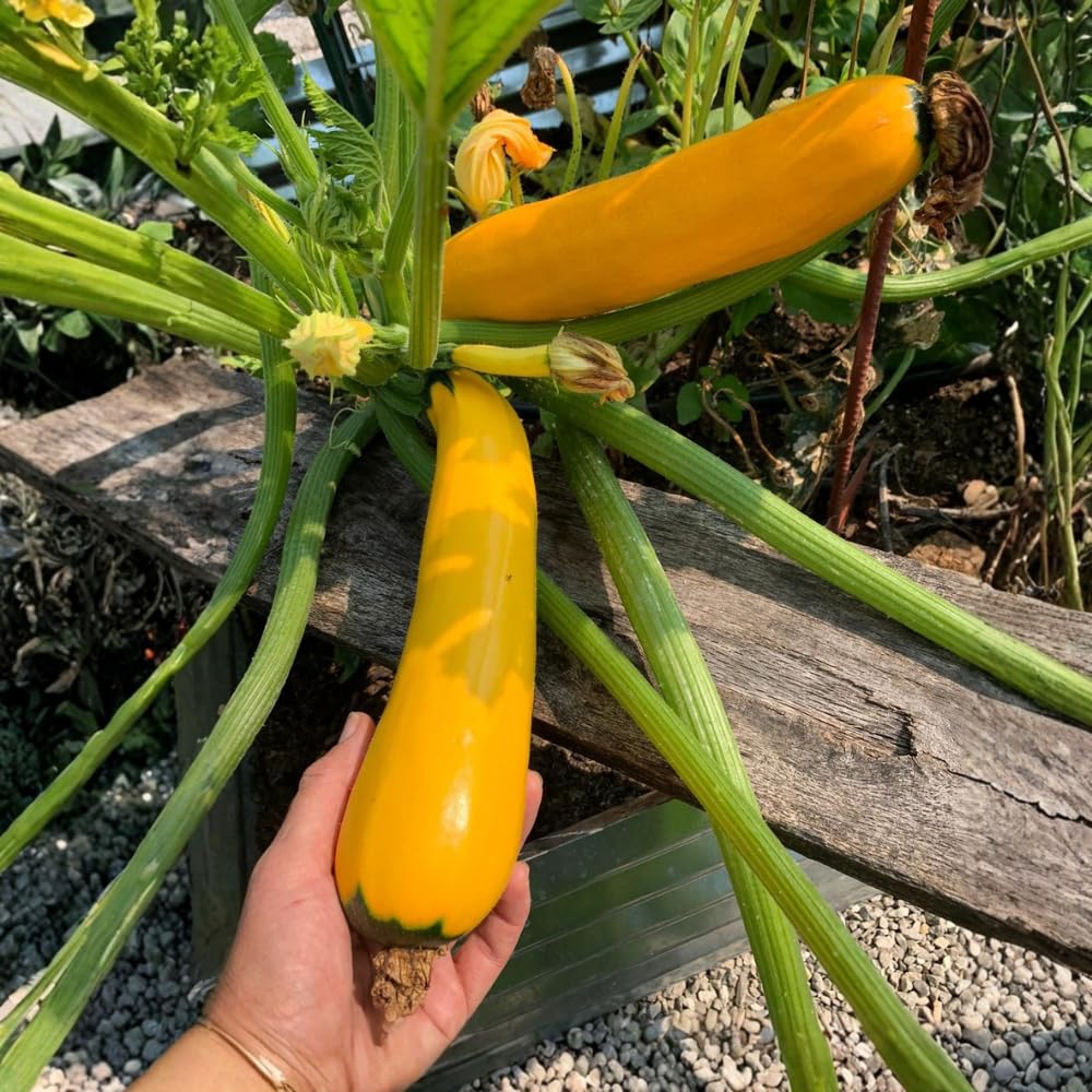 Zucchini Summer Squash Plant, Yellow Squash, 2 Plants in 4 Inch Pot, 3 to 6 Inch Tall Seedlings for Planting Outdoor Garden