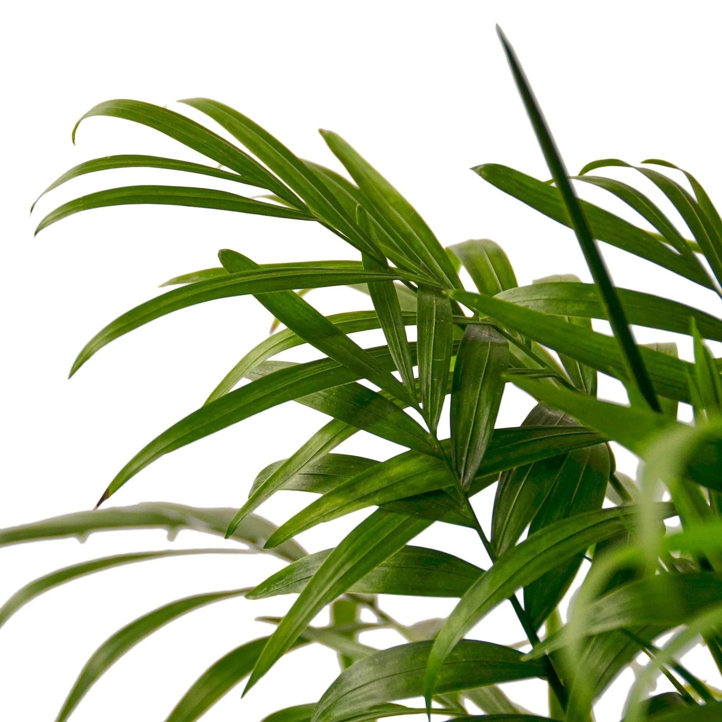 Parlor Palm | Live Plant for Indoor & Outdoor | for Living Room, Office, Bathroom | (6" Pot)