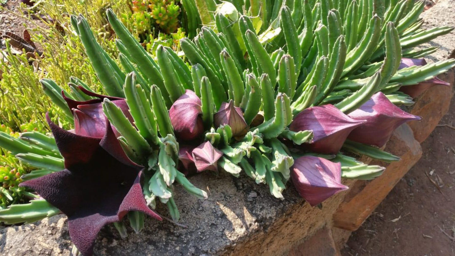 Stapelia Leendertziae 3.5 Inch Potted Plant Well Rooted Starfish Cactus - No Shipping to California Or Arizona!