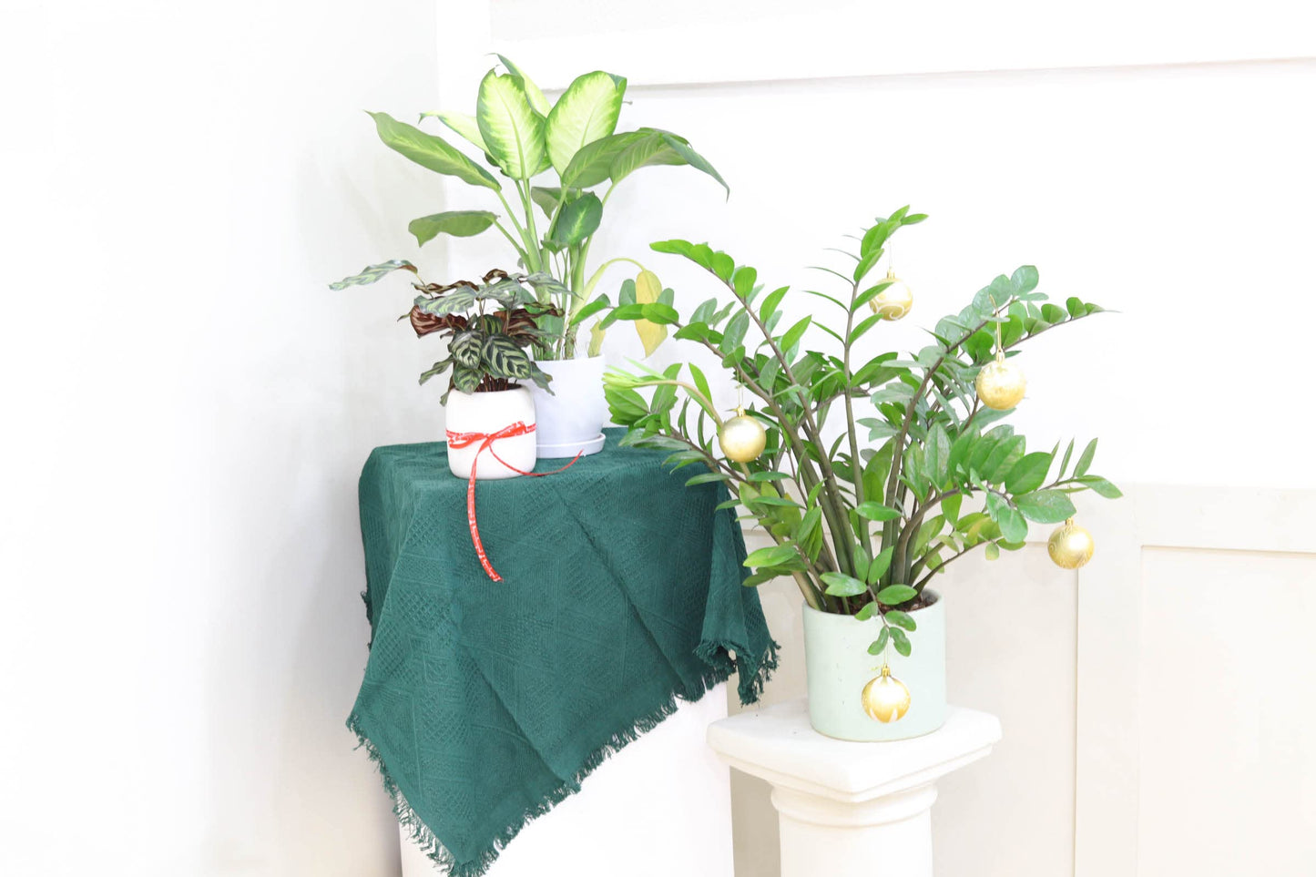 Calathea makoyana Peacock (4" Grower Pot) - Peacock Prayer Plant - Eye-catching, Easy to Grow, Easy to Care Houseplant - Live Healthy Houseplant for Home Office Decoration