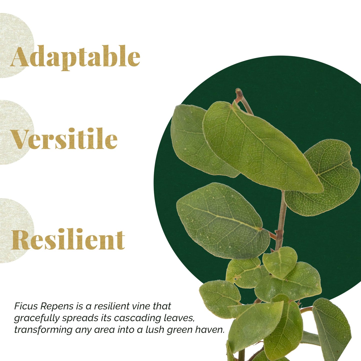 6 Creeping Fig, Live Plants – Ficus Repens – Fast-Growing & Versatile Climbing Vine in 2.5” Nursery Cubes – Perfect for Living Walls, Topiaries, Ground Cover & Indoor/Outdoor Decor