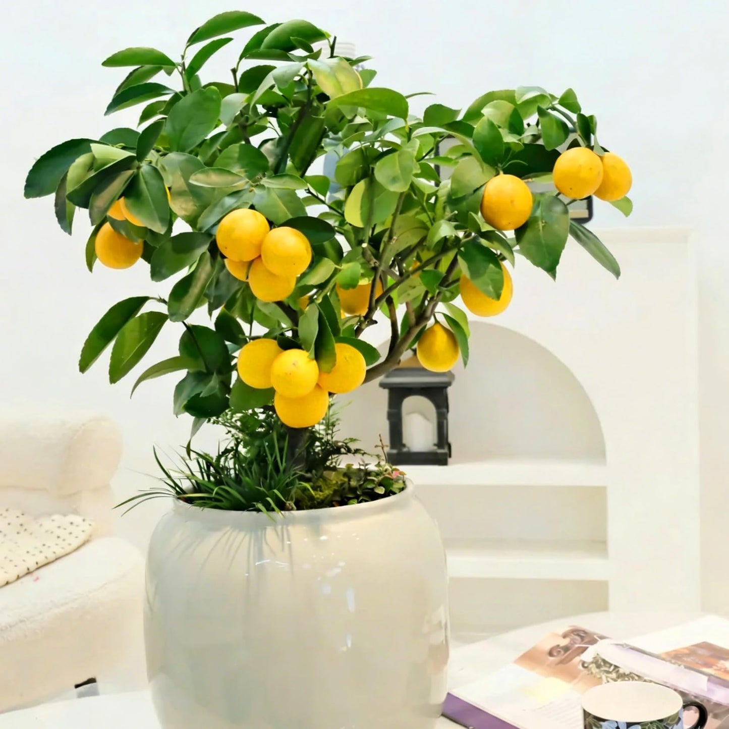 Mixrug Mix Fruit Seeds Pack for Planting, 160pcs Lemon Orange Apple Blueberry Cherry Seeds, Non-GMO Heirloom Sweet Edible Juicy Fruits Tree Plants in Your Home Garden
