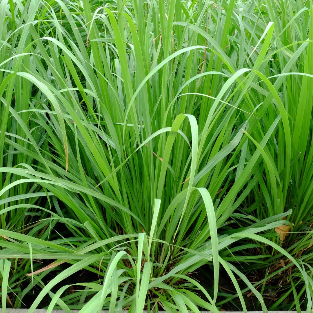 7 Lemon Grass Plants Live Outdoor, No Pot, Well-Rooted 4-8" Tall Lemon Grasses Live Plant for Outside, Starter Lemongrass Plant Indoor Outdoor Planting