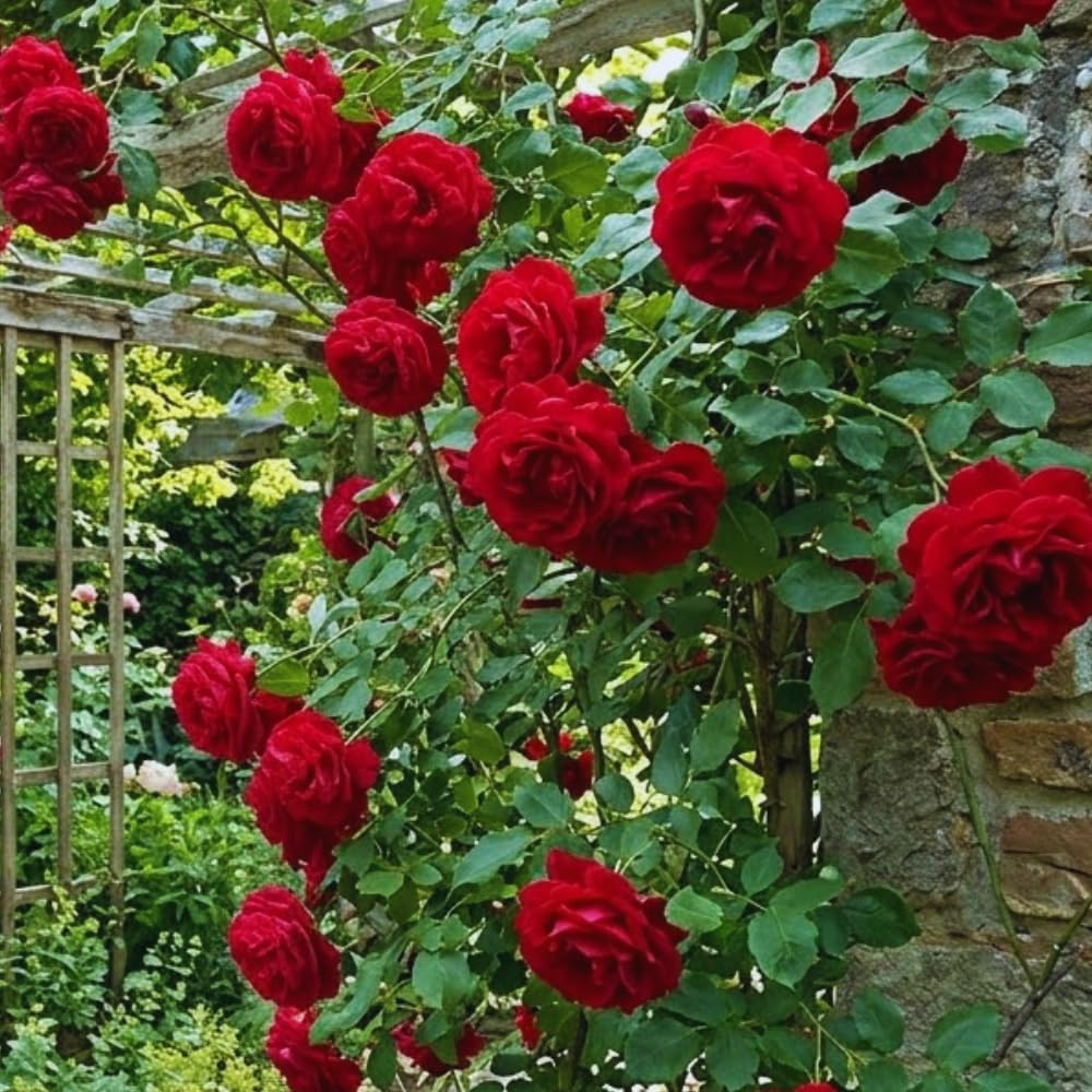 Climbing Roses Live Plant, Climbing Rose Plant Live, 5 to 7'' Tall, Fragrant Flower Bush Plants for Gardening (Don Juan)