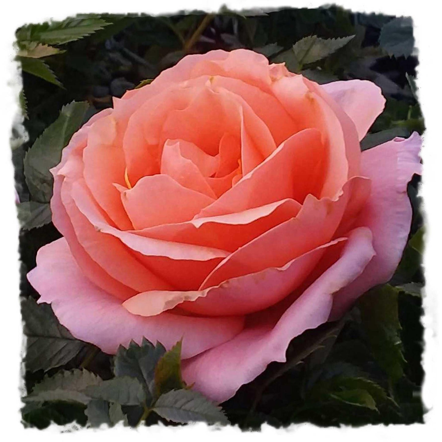 Apricot Candy Rose 1.5 Gallon Potted Live Plant, Reblooming Fragrant Apricot Flowers, Hybrid Tea, Own Root, Stargazer Perennials