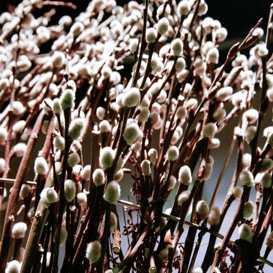 2 Dormant French Pussy Willow Trees Live Plants 6-12", Bare Root, Fast-Growing Cold Hardy, Dormant in Winter, 1 Year Old Willow