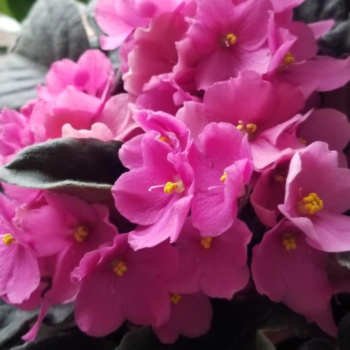 African Violets Live Plant in 4 Inch Pot, Pink Blooms, Perennial Flower Houseplant African Violet Plant for Indoors Outdoor Garden