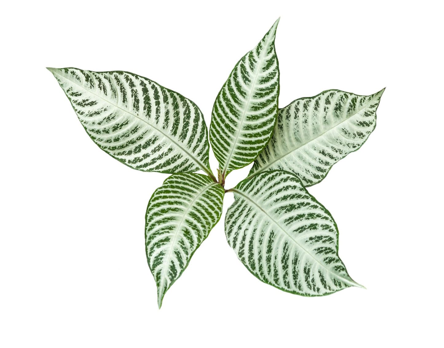 Snow White Zebra Plant - Aphelandra - 4" Pot - Exotic & Unusual Houseplant