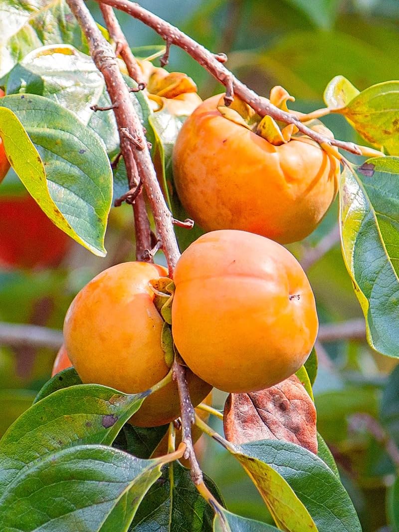 100 Pcs Persimmon Tree Seeds. Japanese Persimmon Fruit Tree Seeds for Planting. Exotic Fuyu Persimmon Seeds, Non-GMO Diospyros Kaki Seeds for Home Gardening