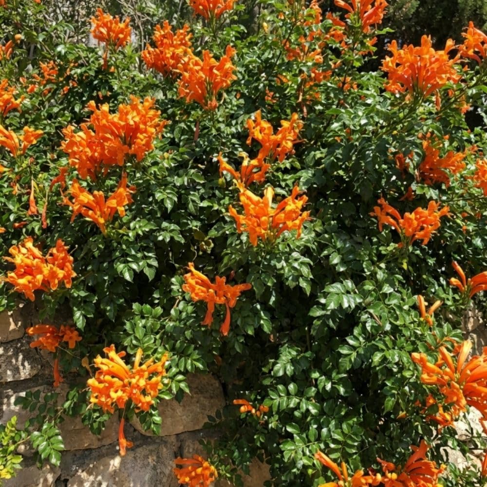 Live Orange Honeysuckle Plant, 6-10 InchTall, Orange Honeysuckle 4 Inch Pot, Climbing Flowering Vine for Outdoor Growing