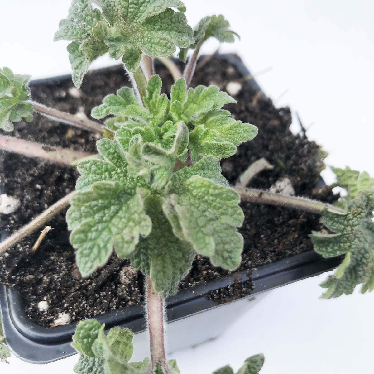 Organic Motherwort Plant in 2.5 inch Pot - Live Herb Plant