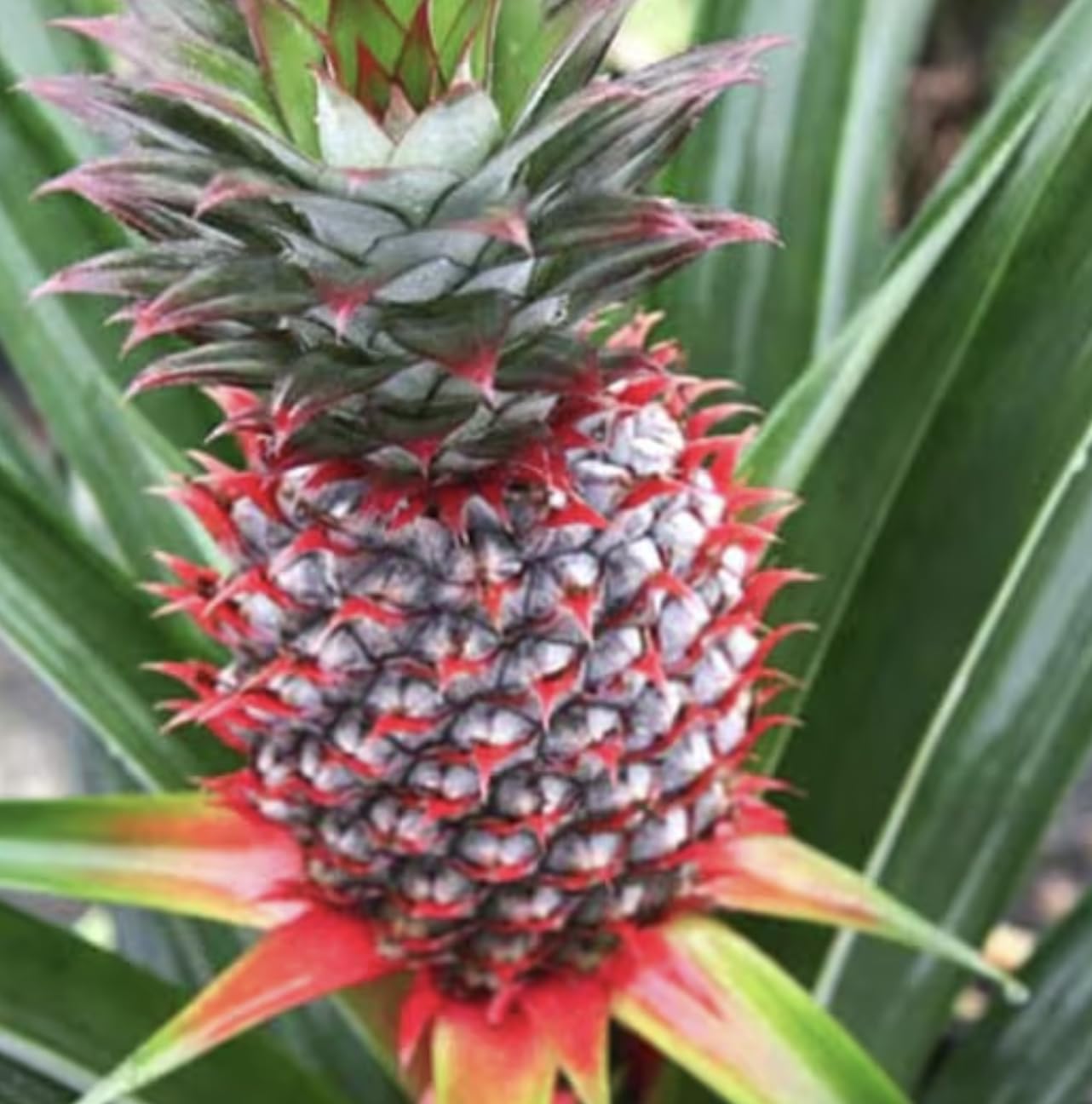 Live Elite Gold Pineapple Pineapple Plant (Ananas comosus) - (Pack of 2) - 4-6 Inches Tall - Ideal for Gardens and Containers - Sweet, Juicy Pineapple Fruit - Easy Grow, Ready for Planting