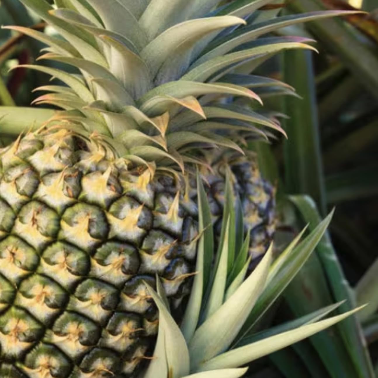 Live Elite Gold Pineapple Pineapple Plant (Ananas comosus) - (Pack of 2) - 4-6 Inches Tall - Ideal for Gardens and Containers - Sweet, Juicy Pineapple Fruit - Easy Grow, Ready for Planting