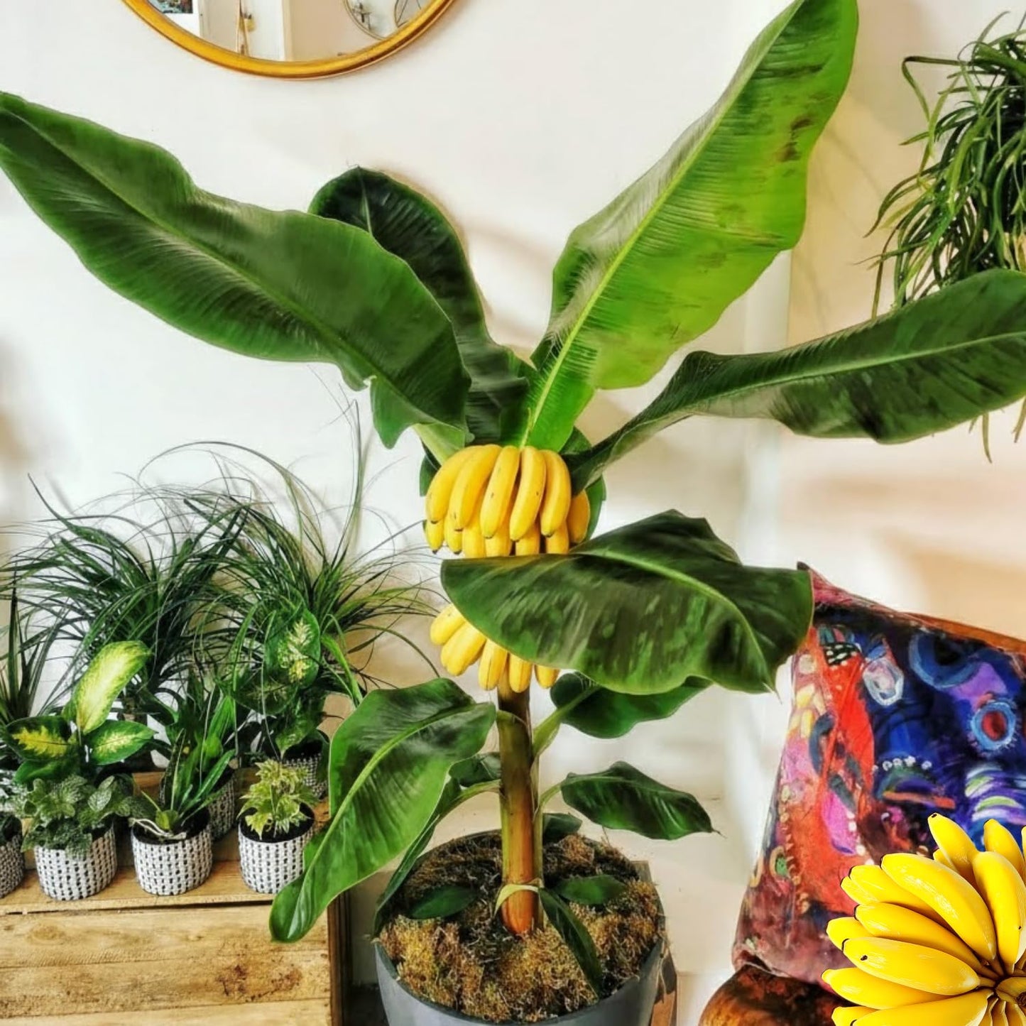Dwarf Cavendish Banana Tree Live Plant, Cold Hardy Banana Plant Live, Tropical Banana Fruit Seedling, Well Rooted 4-8 Inch Tall
