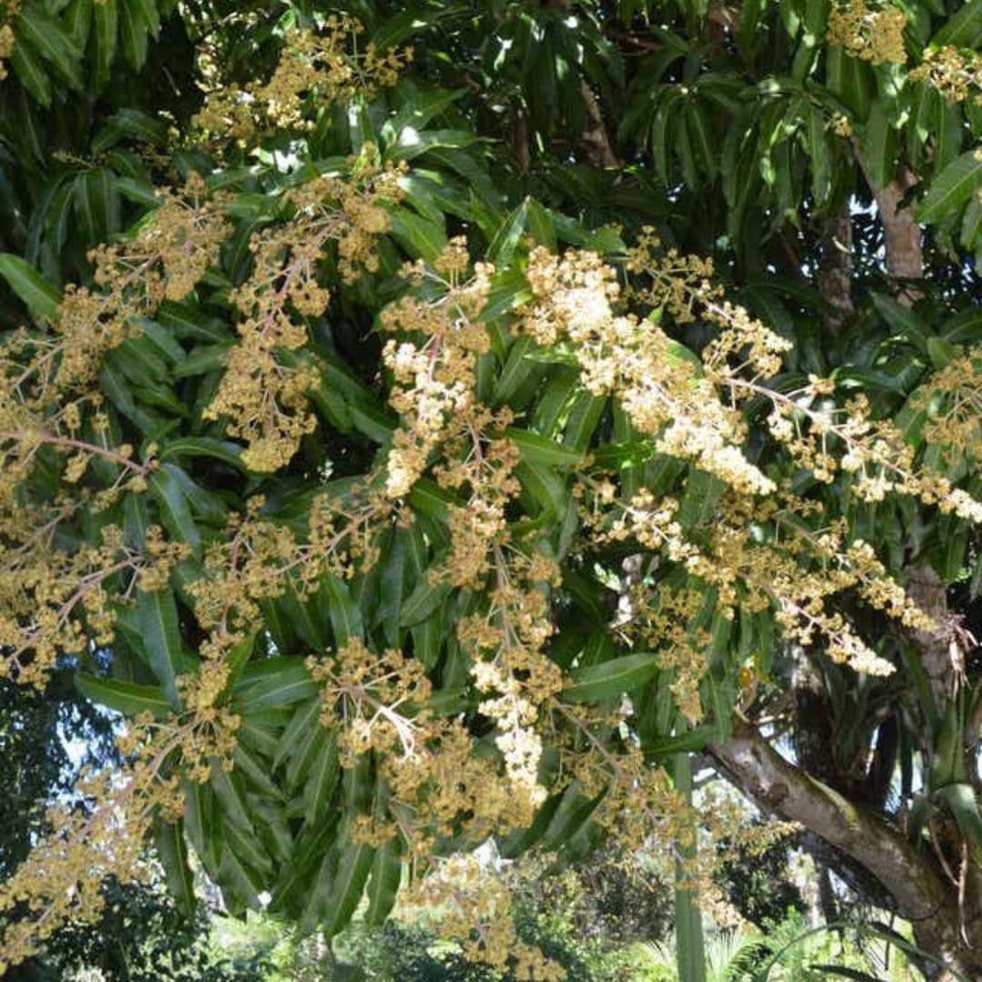 Live Maha Chanok Mango Tree Plant, Grafted Mango Tree, Sweet Fruit Live Plant, 2-3 Feet Tall in 3 Gallon Pot for Planting, No Ship to CA