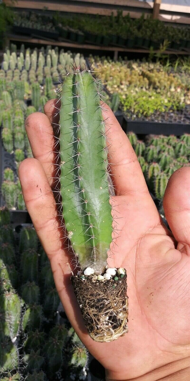 5 Live Cactus Species Stenocereus Queretaroensis The Best Price