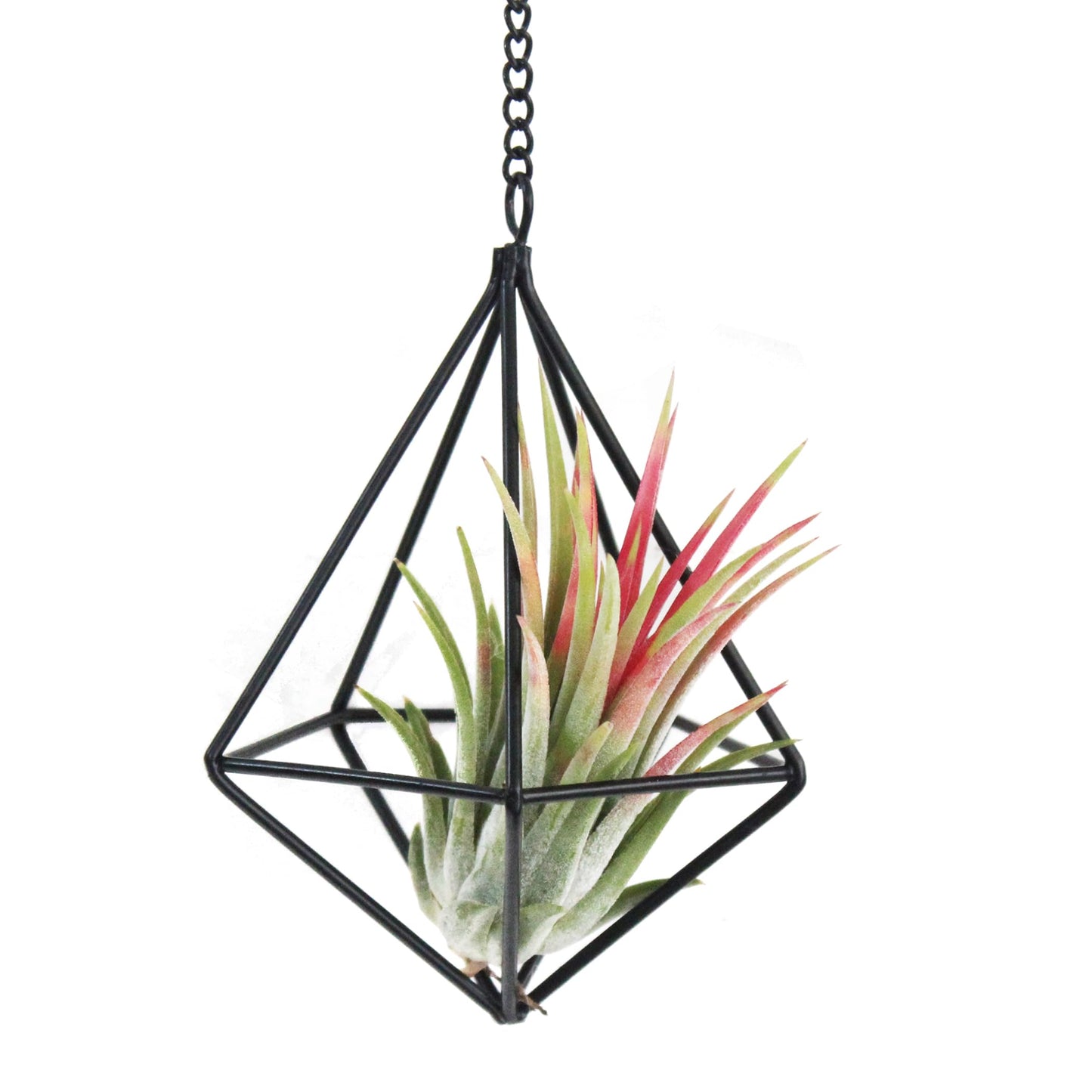 PUDAPU 6 Pack Hanging Metal Air Plant Holders with Chain, Black Geometric Tillandsia Air Plant Hanger Cages, 2 Styles Mini Iron Air Plants Live Holders for Home Office Garden Decor